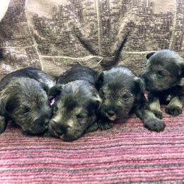 Girl 1 - Salt and pepper female Miniature Schnauzer puppy in Duncannon, Pennsylvania from Shazzam of Oz