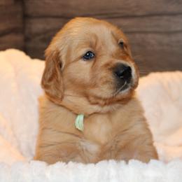 Golden Retriever Puppies from Studley Hill Goldens, LLC.
