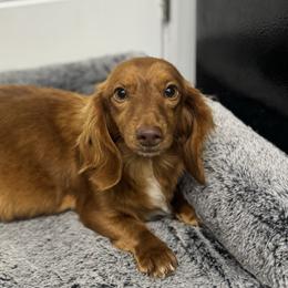 Ruby - Dachshund