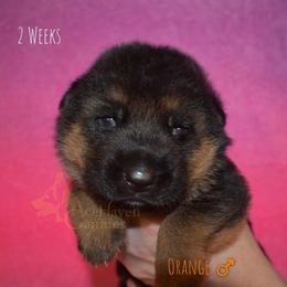 Orange - Black and red male German Shepherd puppy in Orlando, Florida from AceHaven Canines