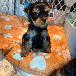 Petra - Black and tan female Yorkshire Terrier puppy in Ashland, Kentucky from Yorkie Paw