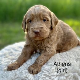 Athens - Red  Goldendoodle puppy in Colorado Springs, Colorado from Shining Star Doodles