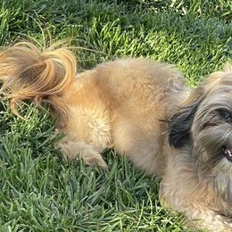 Shih Tzus from High Desert  Shih Tzu