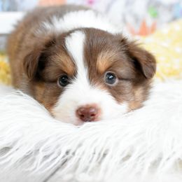 Miniature Australian Shepherd and Toy Australian Shepherd Puppies from Magnolia Hills Farm