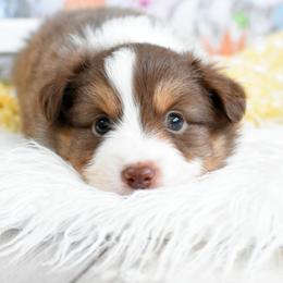 Miniature Australian Shepherd and Toy Australian Shepherd Puppies from Magnolia Hills Farm