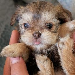 Honey bun - Liver female Shorkie puppy in Idaho from Little Rascal Ranch