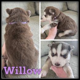 Willow - Red and white female Siberian Husky puppy in Merrill, Michigan from Haase Family Kennels