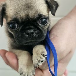 Blue collar - Fawn male Pug puppy in Tallapoosa, Georgia from West Georgia Pugs