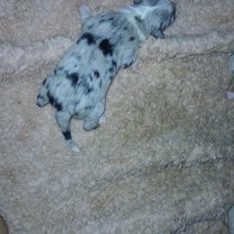 Blue merle male - Blue merle male Miniature Australian Shepherd puppy in Elkhart, Texas from Donaldson Dogz
