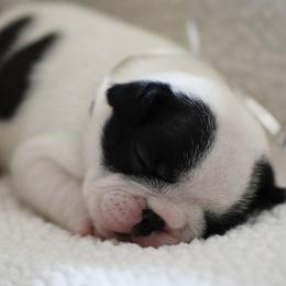 Silver Collar - White and brindle female French Bulldog puppy in Wichita, Kansas from Phantasticus French Bulldogs