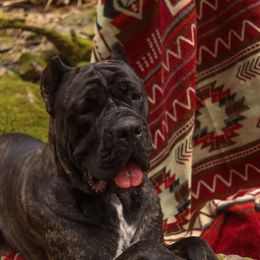 Columbia - Cane Corso