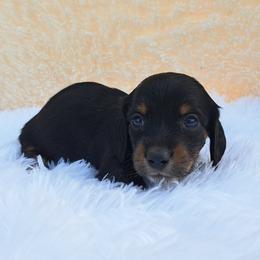 2500..Lucy - Black and tan female Dachshund puppy in Winter Haven, Florida from Gateway 2 Little Paws