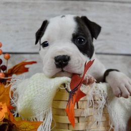 American Staffordshire Terrier Puppies from Kayo Kennel