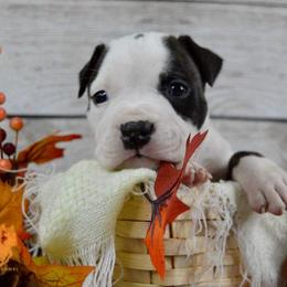 American Staffordshire Terrier Puppies from Kayo Kennel