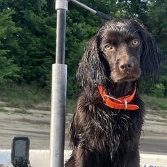 Boykin Spaniels from Blue Creek Boykins