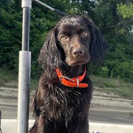 Boykin Spaniels from Blue Creek Boykins