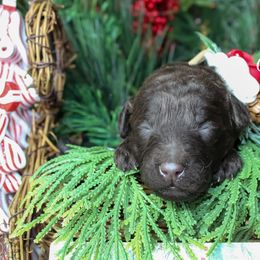 Pink collar - Chocolate female Goldendoodle puppy in Plattsburgh, New York from Adirondack Poodles Goldendoodles,Bernedoodles & Schnoodles