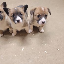 Beagle and Pembroke Welsh Corgi Puppies from Country Acres Farm