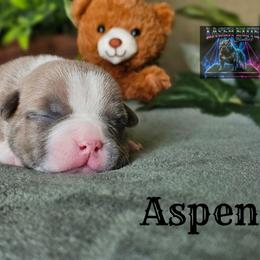 1st pick reserve - Blue brindle male American Bully puppy in Mobile, Alabama from Laser Elite Bullies