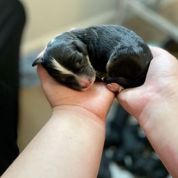 Bernedoodle and Bernese Mountain Dog Puppies from Darlin’s Doodles