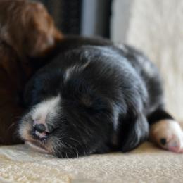 Coal - Black tri-color male Australian Shepherd puppy in Lyons, Georgia from Canyon South Aussies