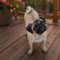 Fawn Girl 1 - Fawn female Pug puppy in Mississippi from Pearl River Pugs