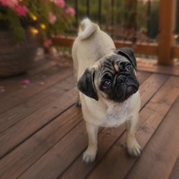 Fawn Girl 1 - Fawn female Pug puppy in Mississippi from Pearl River Pugs