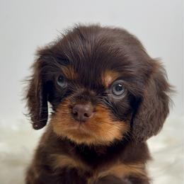 Charlie - Chocolate male Cavalier King Charles Spaniel puppy in Miami, Florida from Maria's Pups