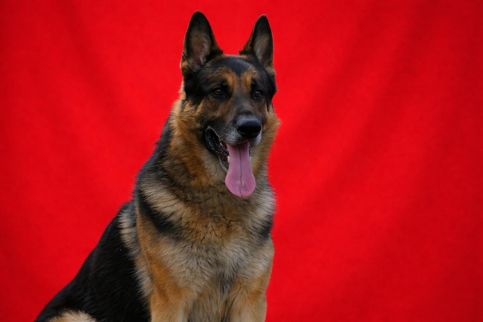 Ace