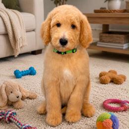 Penny - Apricot female Goldendoodle puppy in Yuciapa, California from AlltheDoodlez_