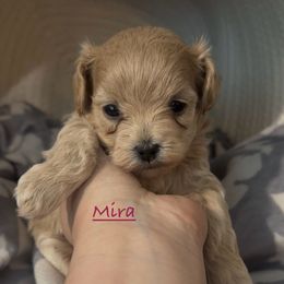 Mira - Apricot female Maltipoo puppy in Lake Ann, Michigan from Riyem Wildflower Farms