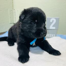 Bear - Black male German Shepherd puppy in Stanardsville, Virginia from Majestic K9 LLC