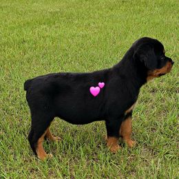 Brea - Black and mahogany female Rottweiler puppy in Live Oak, Florida from K&R RANCH KENNELS