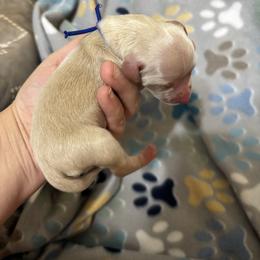 Everett - Cream male Dachshund puppy in Wichita Falls, Texas from Long Dogs in The Falls