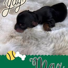 Yorkshire Terrier Puppies from Baby Blue Yorkies