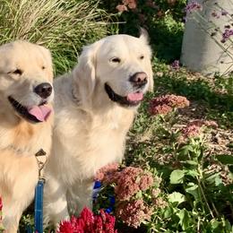 Golden Retrievers from Blue River Goldens