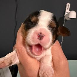 Tri boy - Tri-color male Cavalier King Charles Spaniel puppy in Queen Creek, Arizona from Andresen's Cavaliers