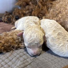 Cavapoo, Cockapoo, Goldendoodle, and Maltipoo Puppies from Perdue Puppies