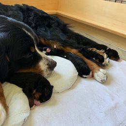 Bernese Mountain Dog Puppies from Locust Hill Berners