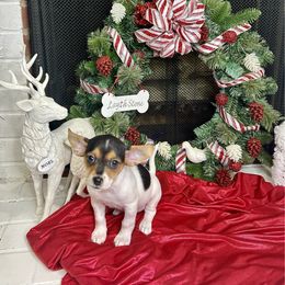 Milady - Black and white female Chihuahua puppy in Winston Salem, North Carolina from LaythStone