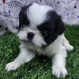 Boy 2 - Black tan and white male Japanese Chin puppy in Johnson City, Tennessee from Erin & Friends Japanese Chin