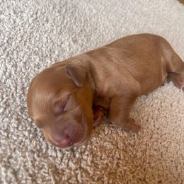 Buddy - Golden male Golden Retriever puppy in Wellington, Colorado from High Country Golden Retrievers