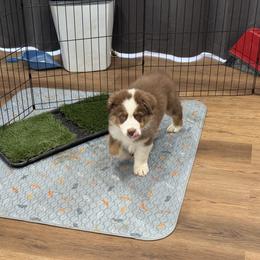 Australian Shepherd Puppies from WyoWinds Australian Shepherds