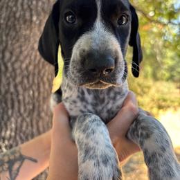 Parsley - green collar - Black roan male German Shorthaired Pointer puppy in Mokelumne Hill, California from Underhill GSP