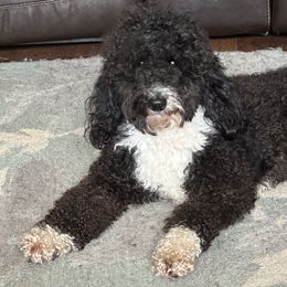 Bernedoodles, Goldendoodles, and Shih Tzus from TrueLine kennels