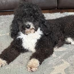 Bernedoodles, Goldendoodles, and Shih Tzus from TrueLine kennels