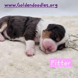 Pitter - Blue merle female Bernedoodle puppy in Neillsville, Wisconsin from Granton Creek