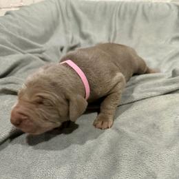 Talulah - Silver gray female Weimaraner puppy in Spartanburg, South Carolina from Palmetto State Weimaraners