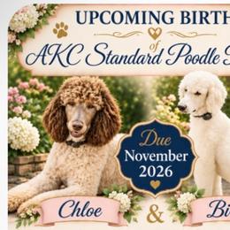 Poodle puppies from MizzElle’s Standard Poodles