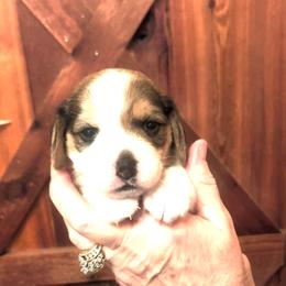 Payton Hope (Camille) - Black tan and white female Beagle puppy in Jerome, Missouri from Beam's Beagles